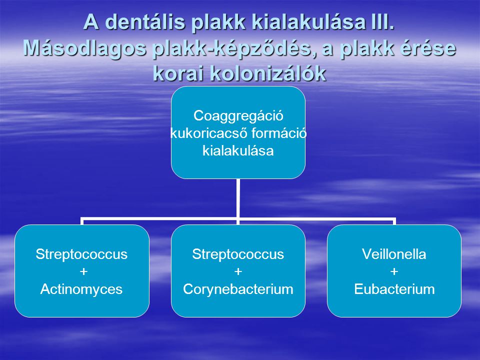 A dentális plakk kialakulása III