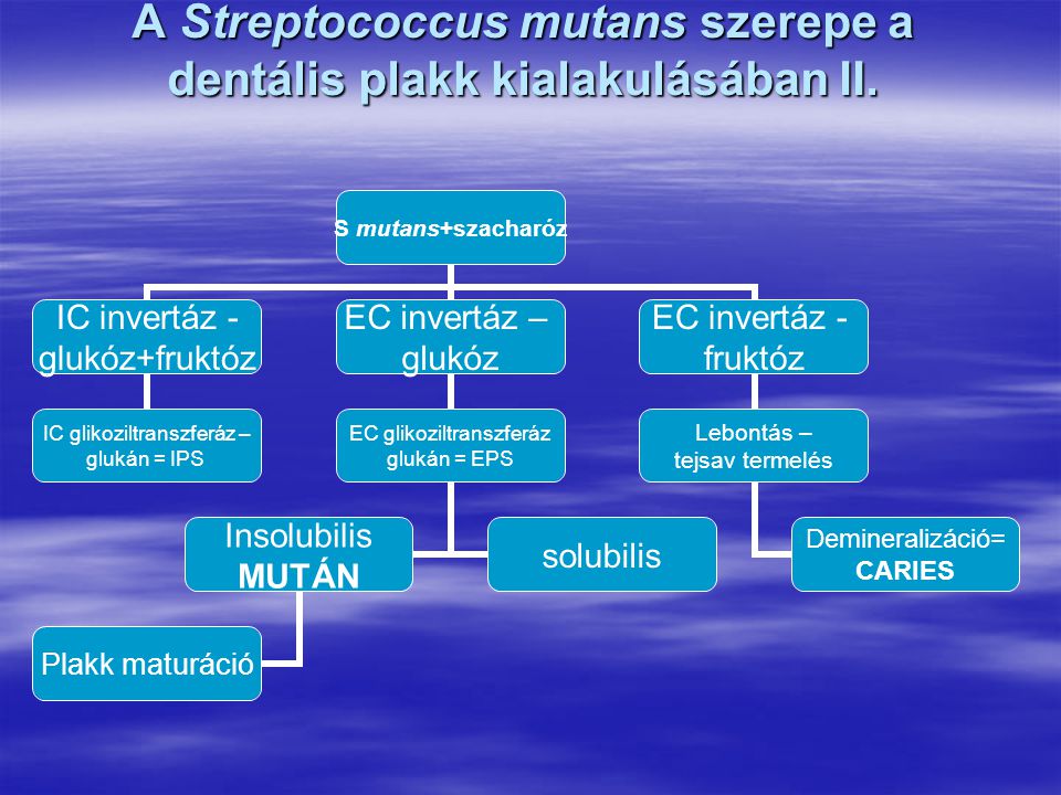 A Streptococcus mutans szerepe a dentális plakk kialakulásában II.