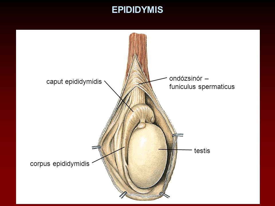 EPIDIDYMIS ondózsinór – caput epididymidis funiculus spermaticus