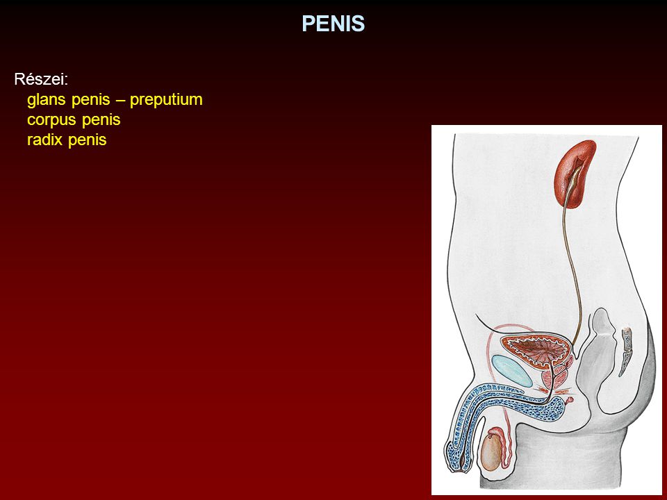 PENIS Részei: glans penis – preputium corpus penis radix penis