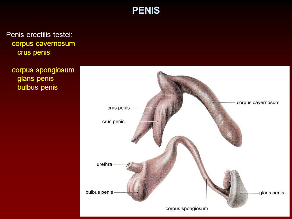 PENIS Penis erectilis testei: corpus cavernosum crus penis