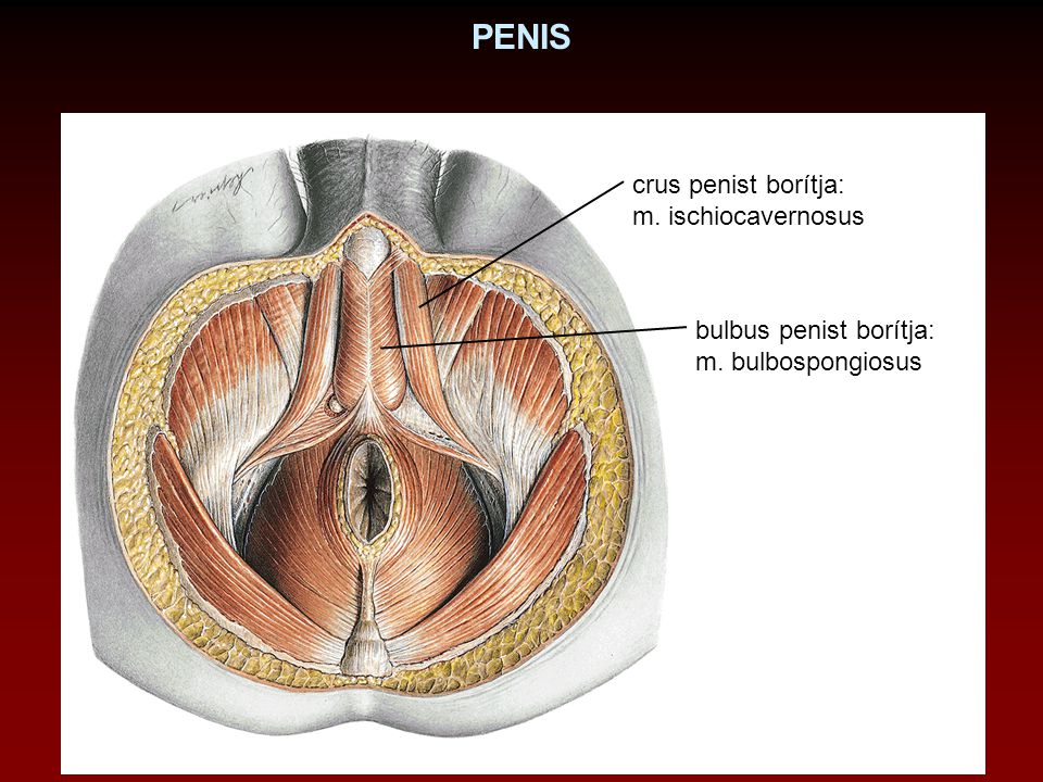 PENIS crus penist borítja: m. ischiocavernosus bulbus penist borítja: