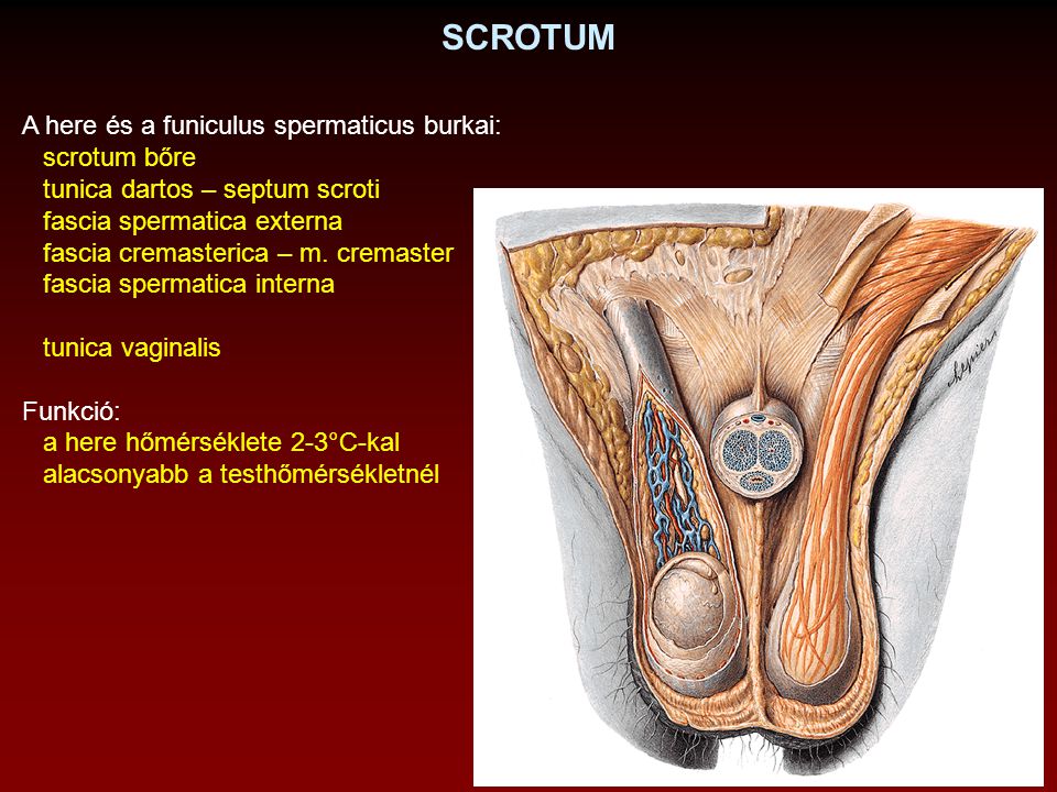 SCROTUM A here és a funiculus spermaticus burkai: scrotum bőre