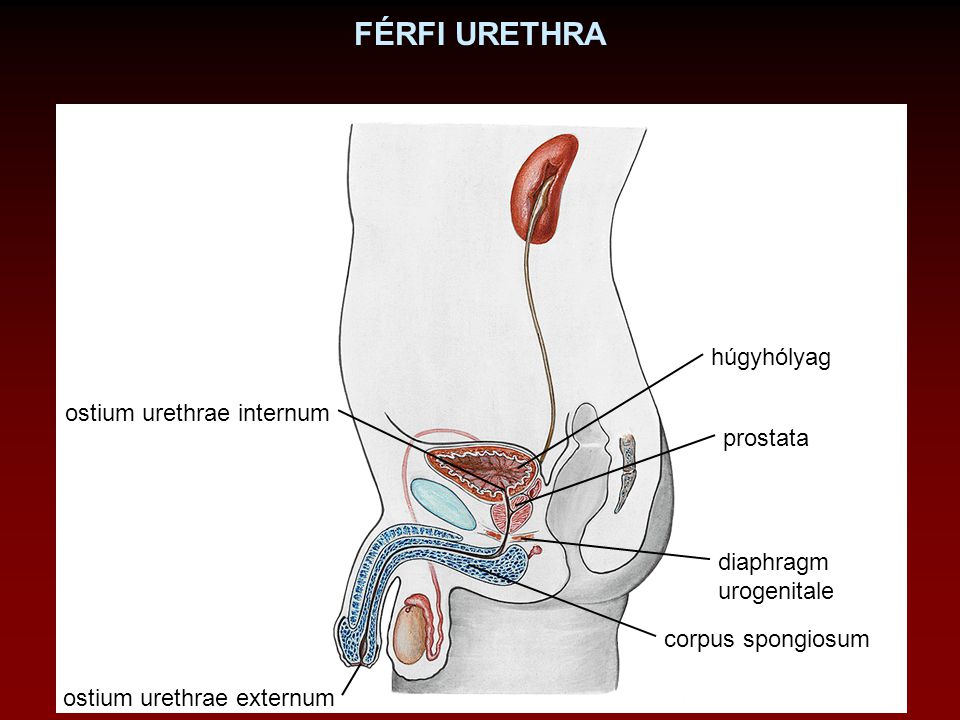 FÉRFI URETHRA húgyhólyag ostium urethrae internum prostata diaphragm