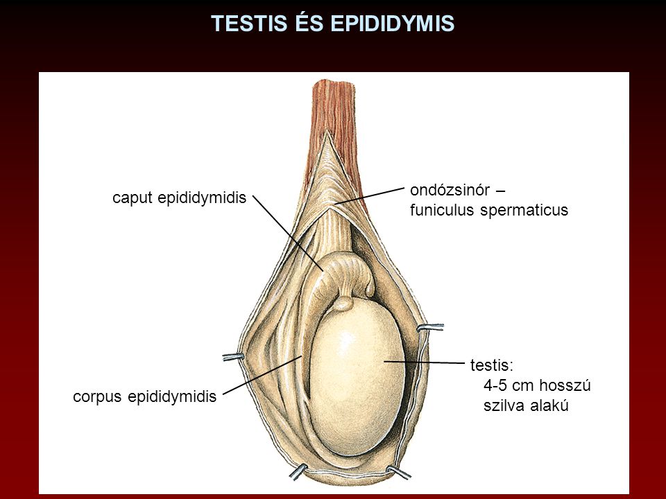 TESTIS ÉS EPIDIDYMIS ondózsinór – caput epididymidis