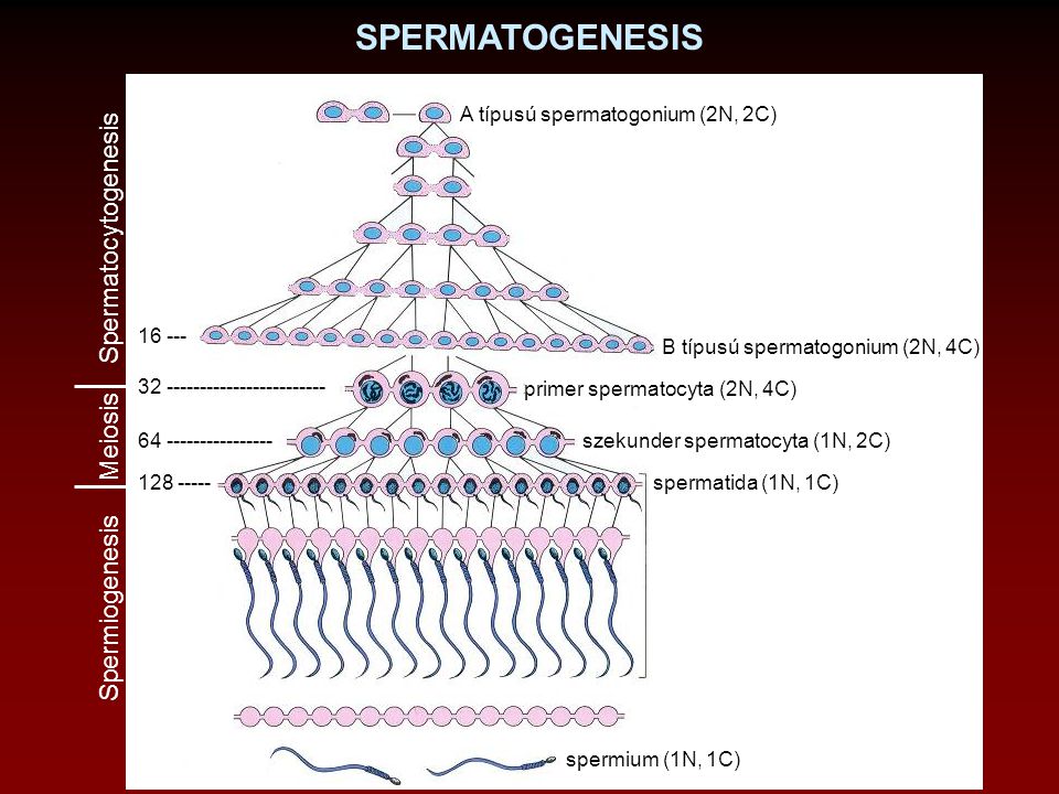 SPERMATOGENESIS Spermatocytogenesis Meiosis Spermiogenesis