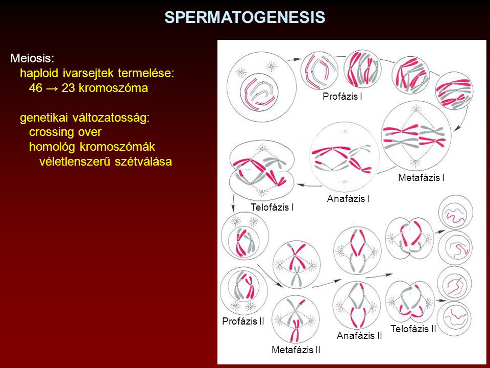SPERMATOGENESIS Meiosis: haploid ivarsejtek termelése: