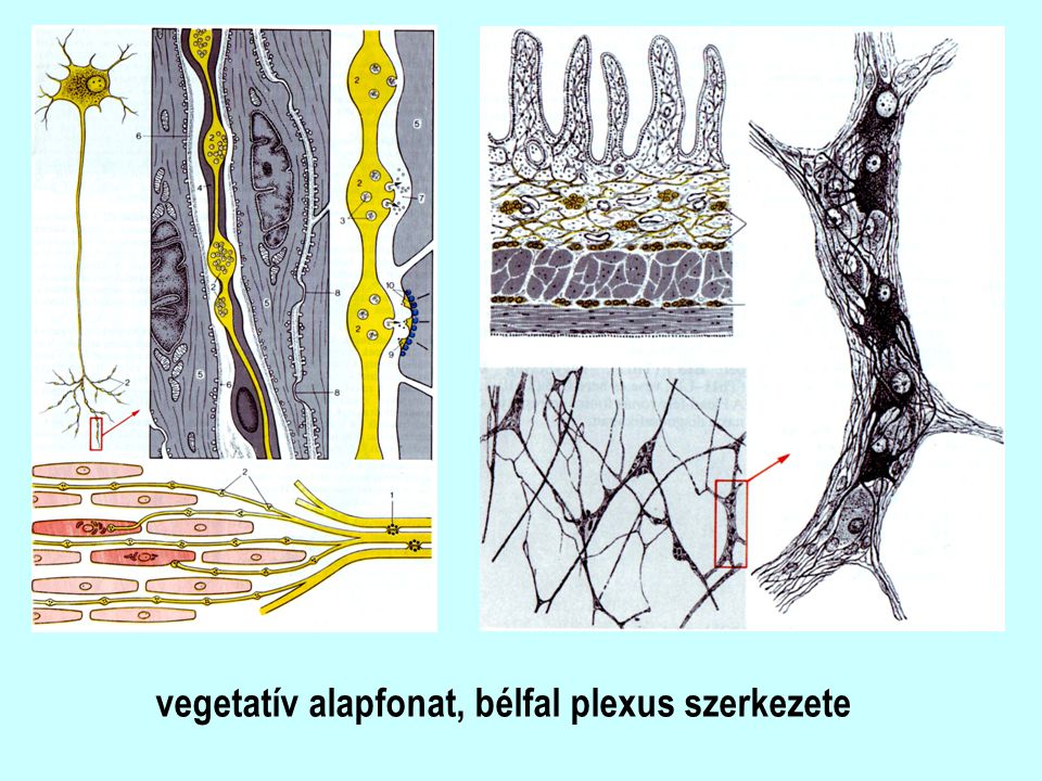 vegetatív alapfonat, bélfal plexus szerkezete