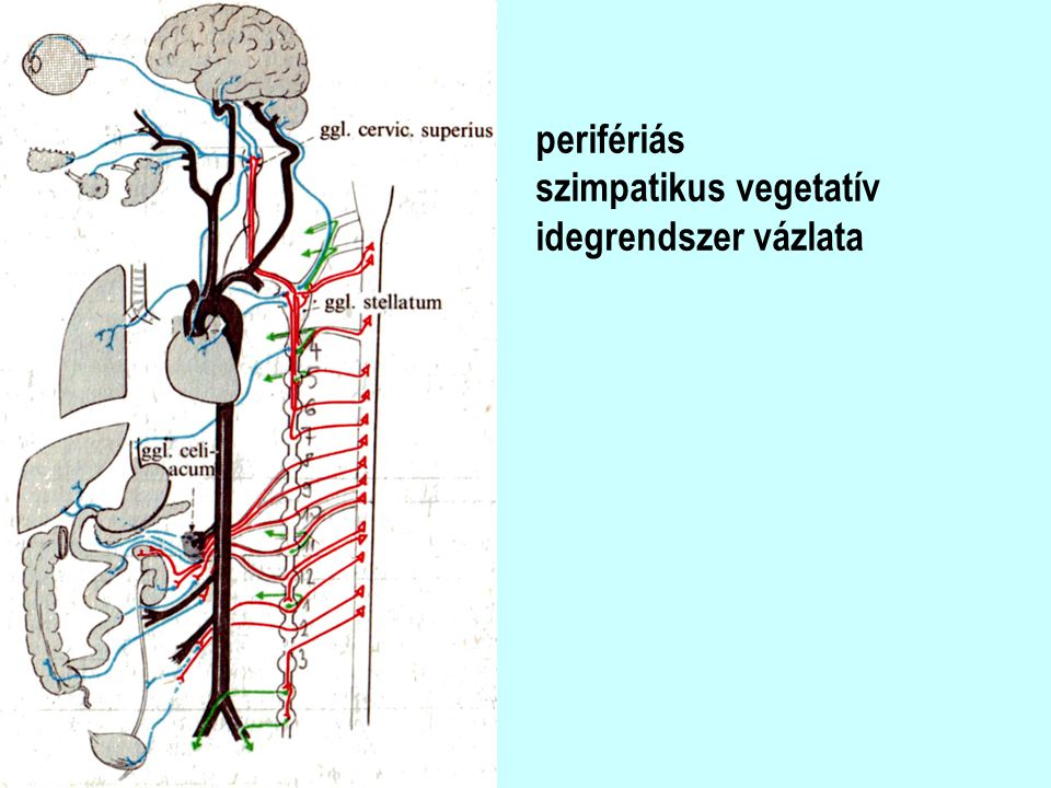 perifériás szimpatikus vegetatív idegrendszer vázlata