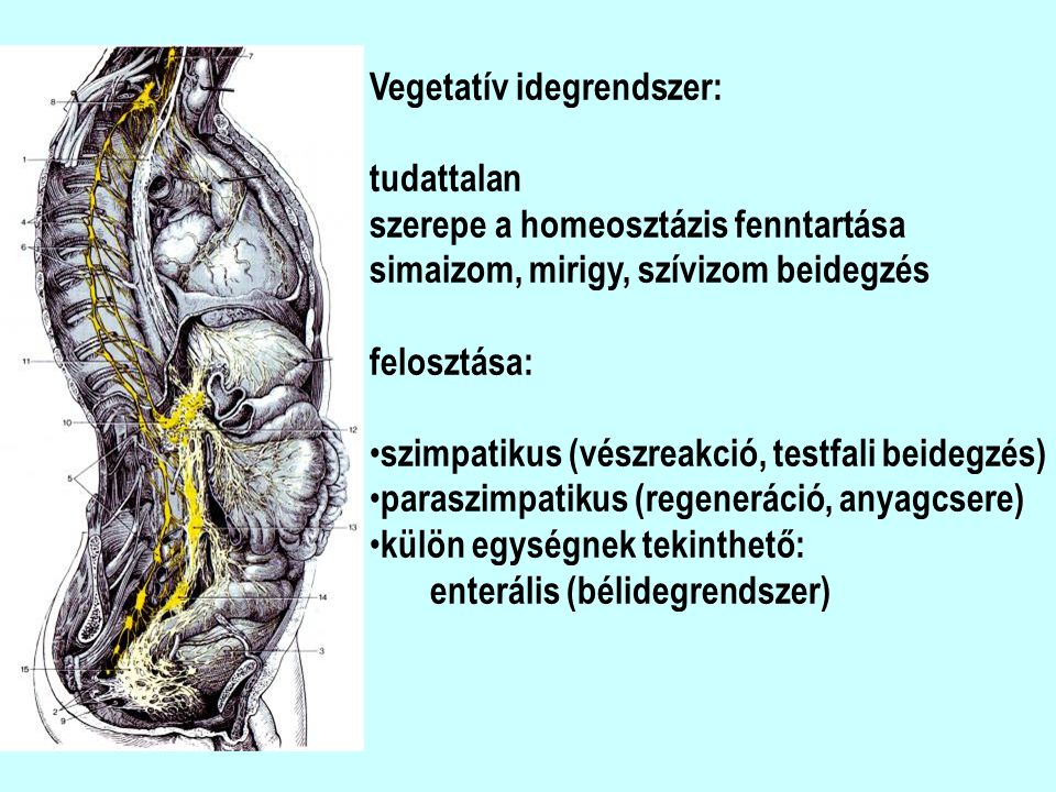 Vegetatív idegrendszer: