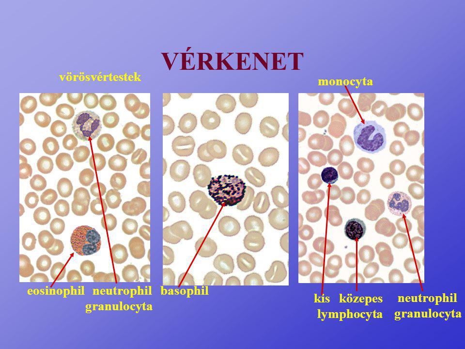 VÉRKENET vörösvértestek monocyta eosinophil neutrophil basophil