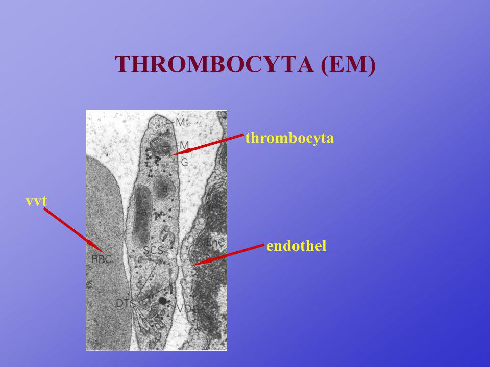 THROMBOCYTA (EM) thrombocyta vvt endothel