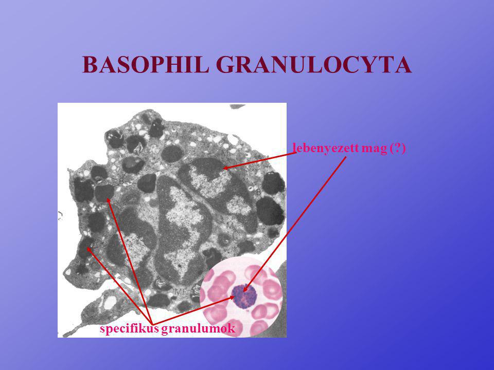 BASOPHIL GRANULOCYTA lebenyezett mag ( ) specifikus granulumok