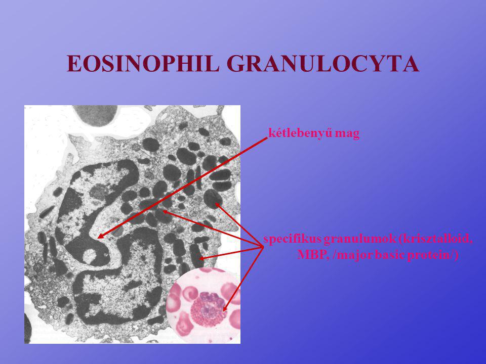 EOSINOPHIL GRANULOCYTA
