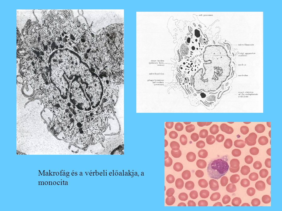 Makrofág és a vérbeli előalakja, a monocita