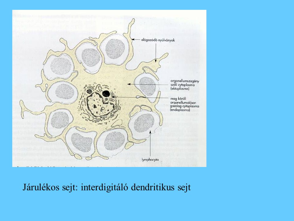 Járulékos sejt: interdigitáló dendritikus sejt