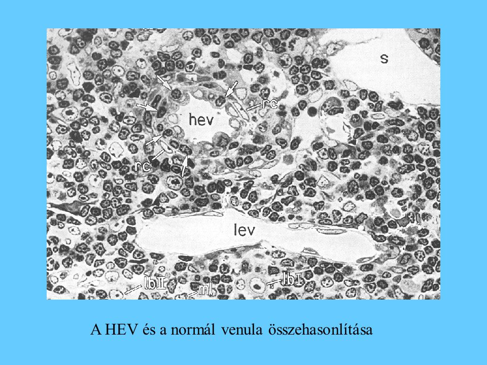 A HEV és a normál venula összehasonlítása