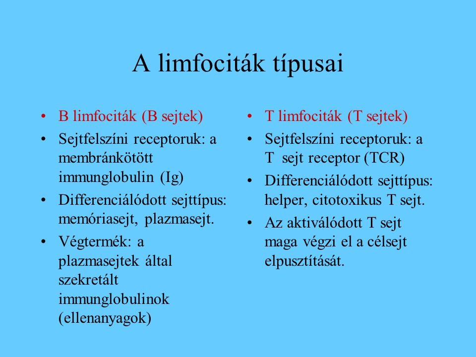 A limfociták típusai B limfociták (B sejtek)