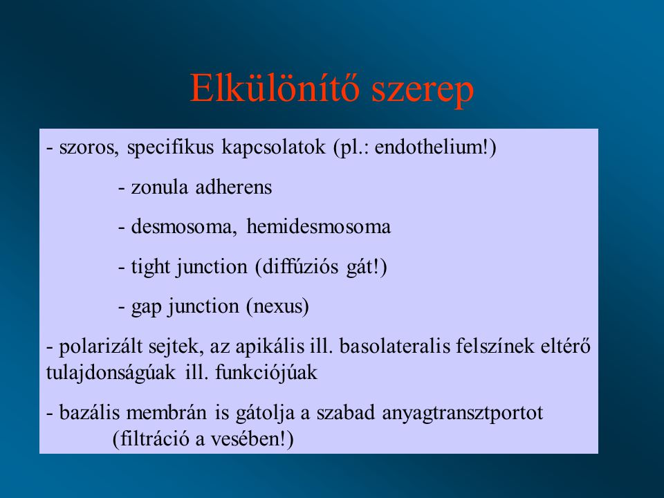 Elkülönítő szerep szoros, specifikus kapcsolatok (pl.: endothelium!)