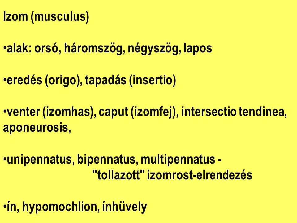 Izom (musculus) alak: orsó, háromszög, négyszög, lapos. eredés (origo), tapadás (insertio)