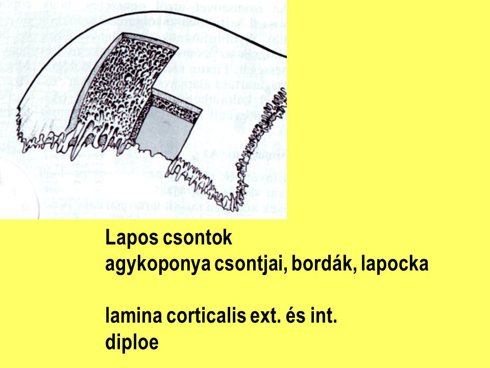 Lapos csontok agykoponya csontjai, bordák, lapocka lamina corticalis ext. és int. diploe