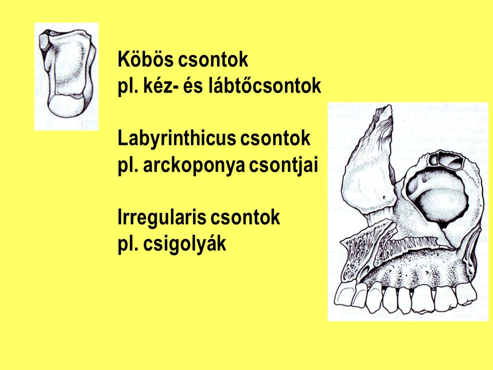 Köbös csontok pl. kéz- és lábtőcsontok. Labyrinthicus csontok. pl. arckoponya csontjai. Irregularis csontok.