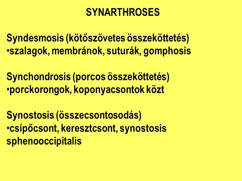 SYNARTHROSES Syndesmosis (kötőszövetes összeköttetés) szalagok, membránok, suturák, gomphosis. Synchondrosis (porcos összeköttetés)