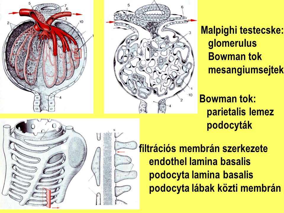 Malpighi testecske: glomerulus. Bowman tok. mesangiumsejtek. Bowman tok: parietalis lemez. podocyták.
