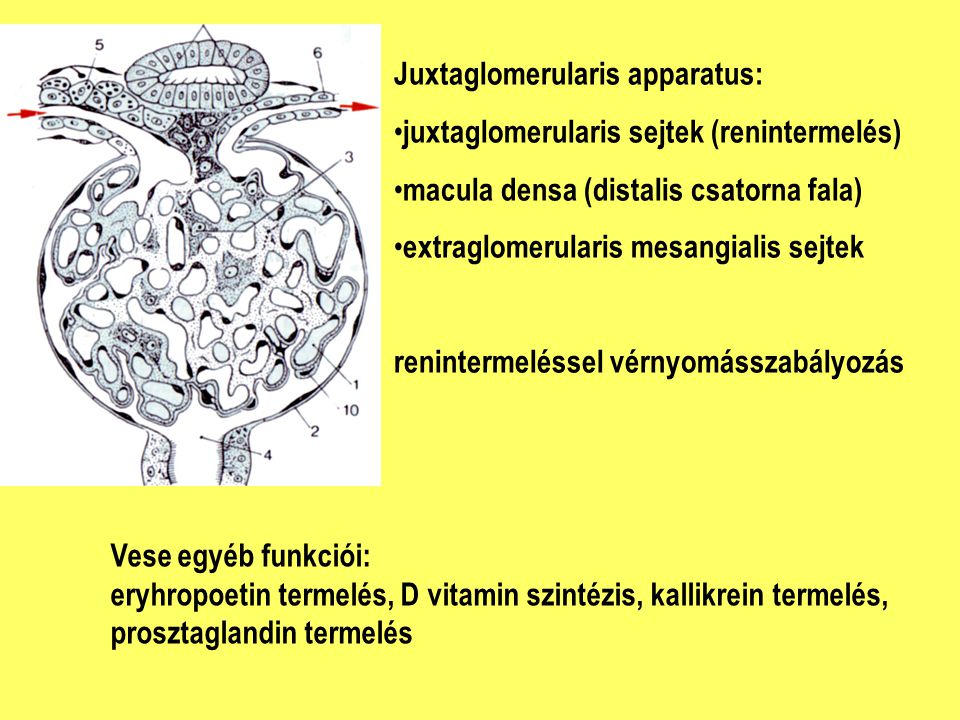 Juxtaglomerularis apparatus: