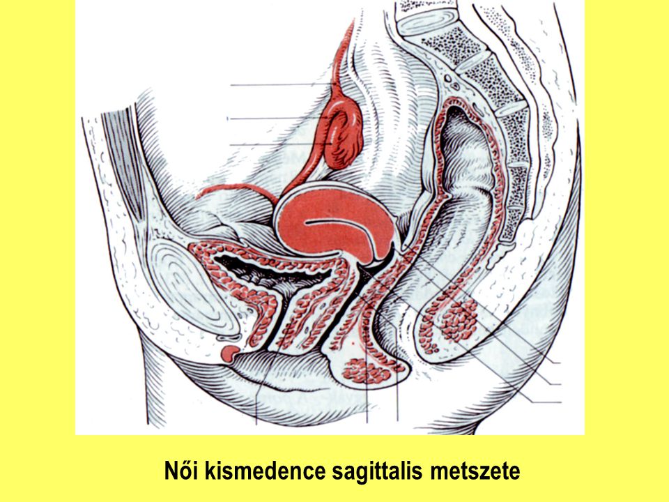 Női kismedence sagittalis metszete