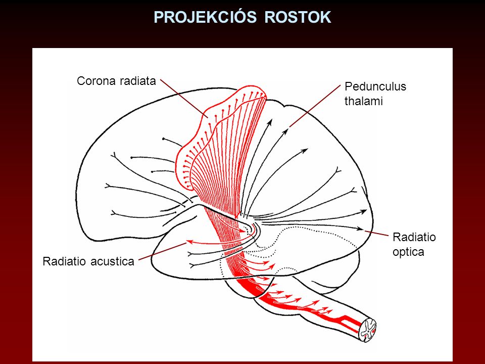 PROJEKCIÓS ROSTOK Corona radiata Pedunculus thalami Radiatio optica