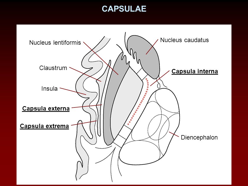 CAPSULAE Nucleus caudatus Nucleus lentiformis Claustrum