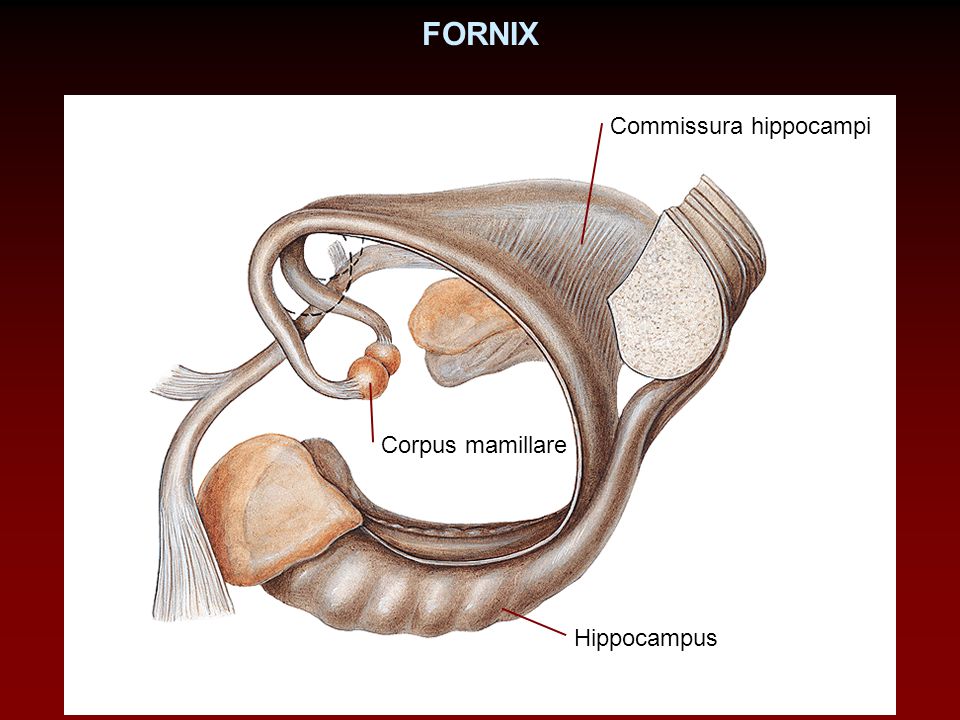 FORNIX Commissura hippocampi Corpus mamillare Hippocampus