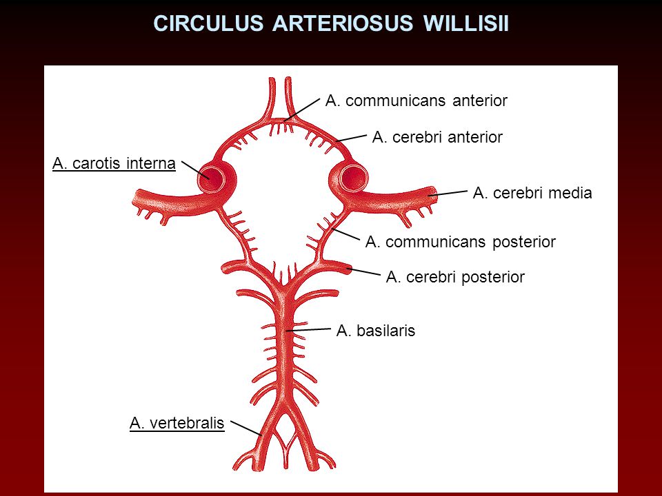 CIRCULUS ARTERIOSUS WILLISII