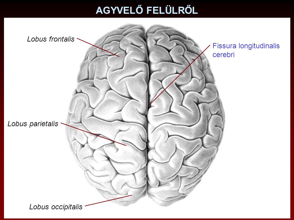 AGYVELŐ FELÜLRŐL Lobus frontalis Fissura longitudinalis cerebri