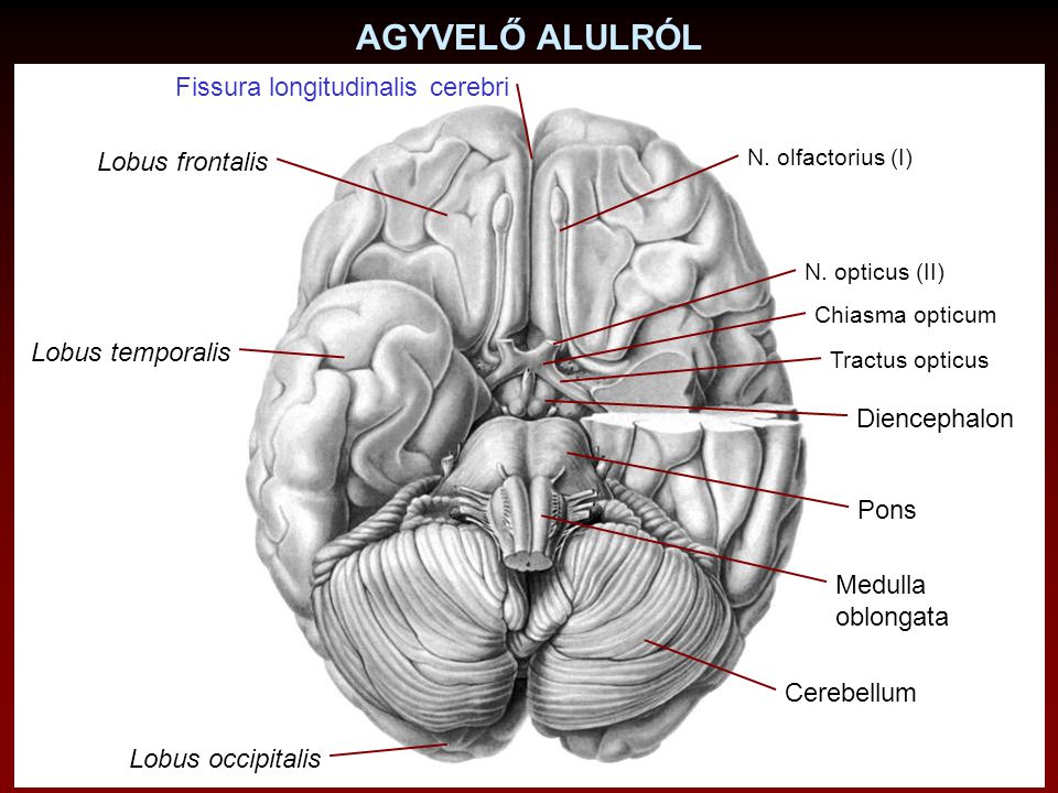 AGYVELŐ ALULRÓL Fissura longitudinalis cerebri Lobus frontalis