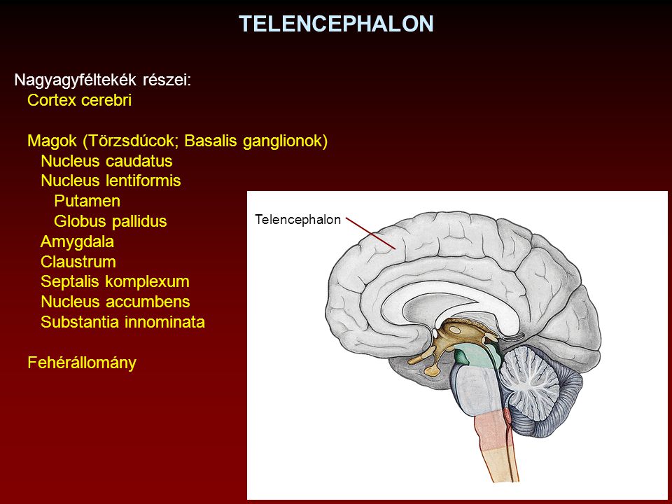 TELENCEPHALON Nagyagyféltekék részei: Cortex cerebri