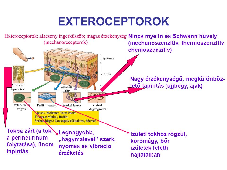 EXTEROCEPTOROK Nincs myelin és Schwann hüvely (mechanoszenzitiv, thermoszenzitiv chemoszenzitiv)