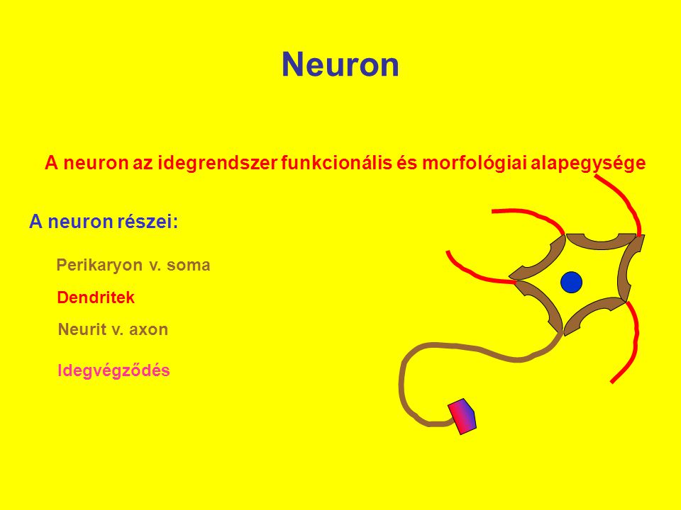 A neuron az idegrendszer funkcionális és morfológiai alapegysége