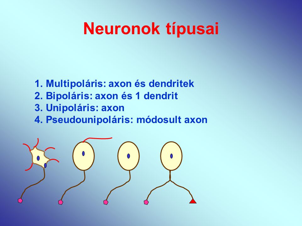 Neuronok típusai Multipoláris: axon és dendritek