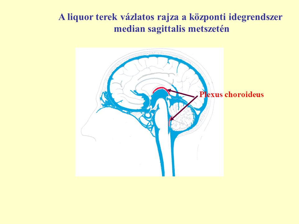 A liquor terek vázlatos rajza a központi idegrendszer