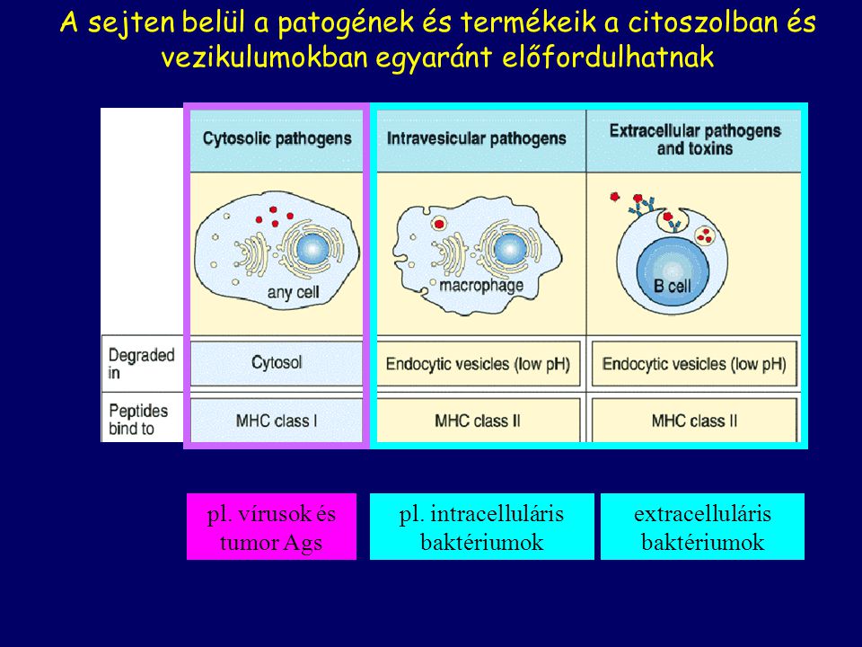 A sejten belül a patogének és termékeik a citoszolban és vezikulumokban egyaránt előfordulhatnak