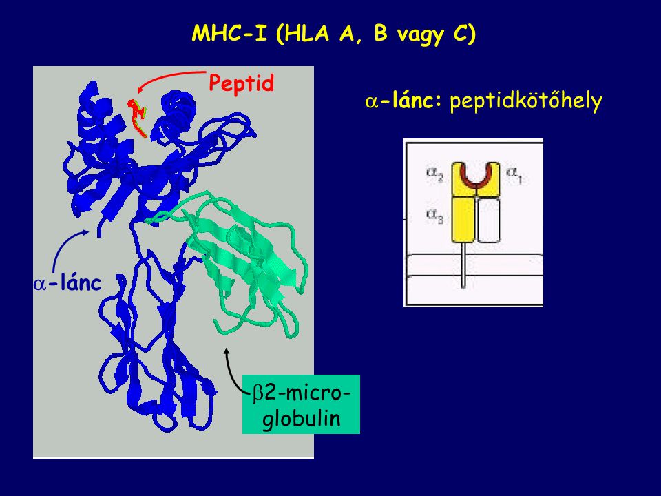 MHC-I (HLA A, B vagy C) Peptid -lánc: peptidkötőhely -lánc 2-micro-globulin