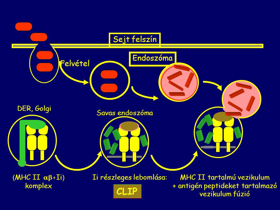 CLIP Sejt felszín Endoszóma Felvétel MHC II tartalmú vezikulum
