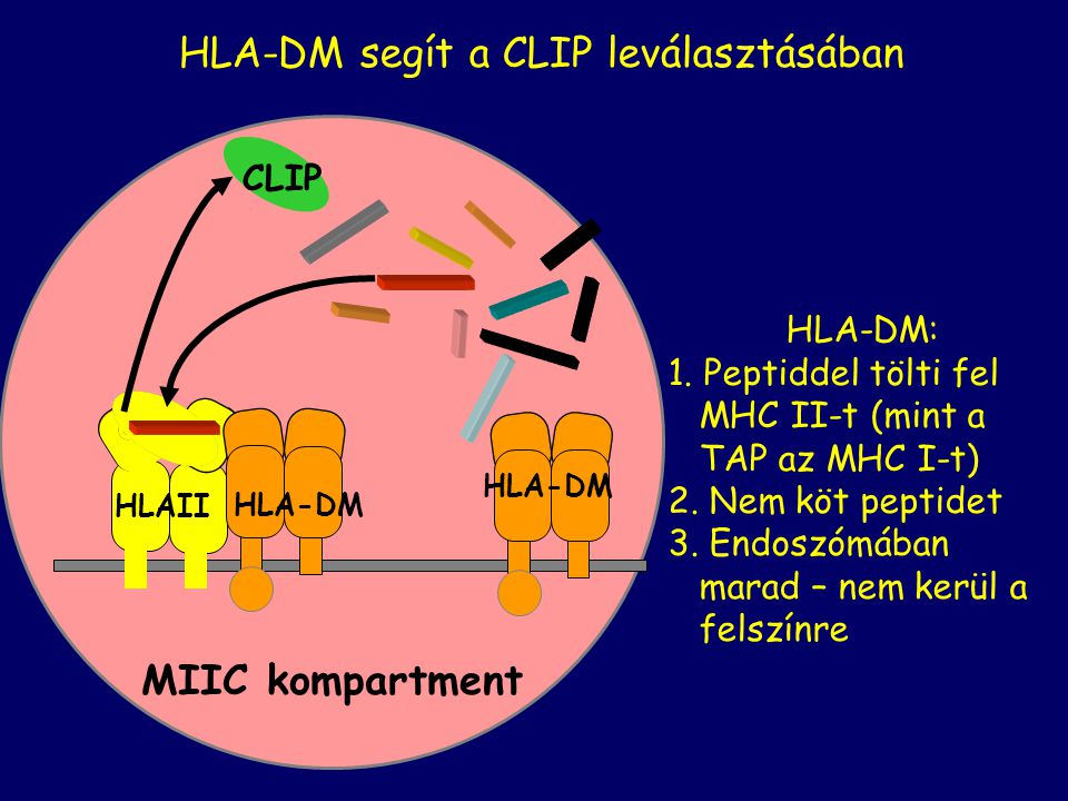 HLA-DM segít a CLIP leválasztásában