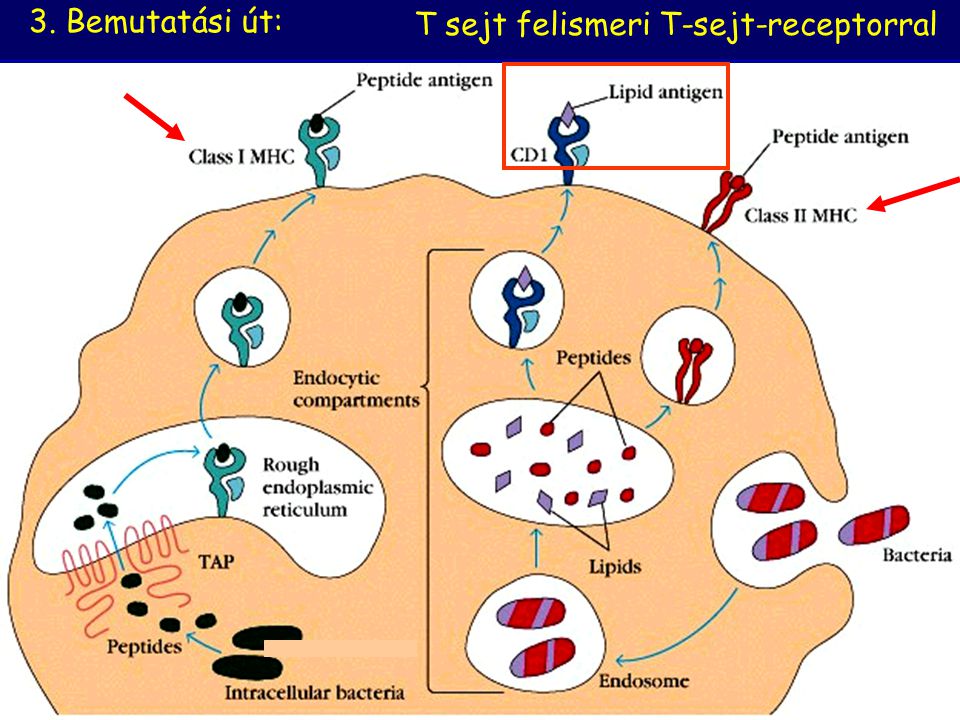 3. Bemutatási út: T sejt felismeri T-sejt-receptorral