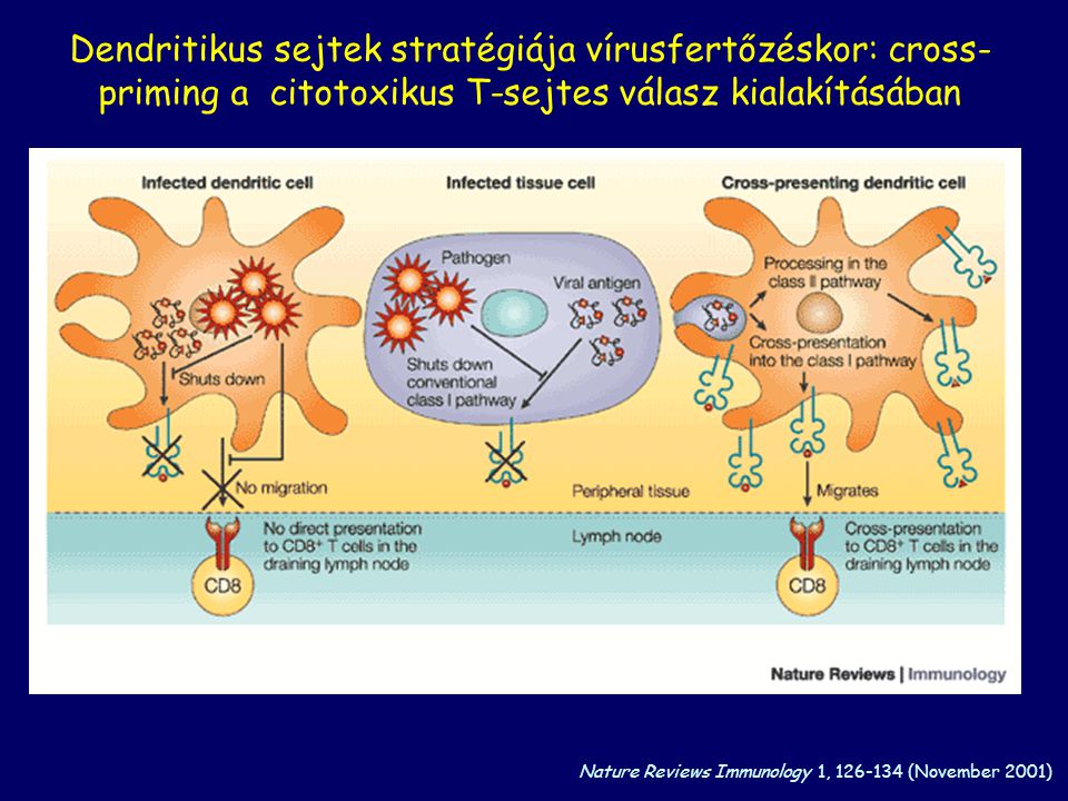 Dendritikus sejtek stratégiája vírusfertőzéskor: cross-priming a citotoxikus T-sejtes válasz kialakításában
