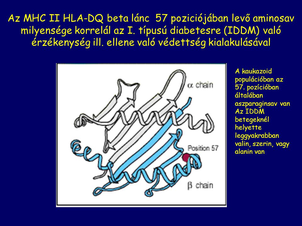 Az MHC II HLA-DQ beta lánc 57 poziciójában levő aminosav milyensége korrelál az I. típusú diabetesre (IDDM) való érzékenység ill. ellene való védettség kialakulásával