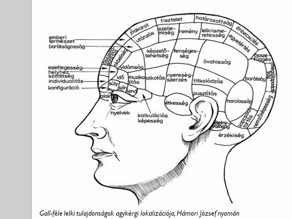 Gall-féle lelki tulajdonságok agykérgi lokalizációja, Hámori József nyomán