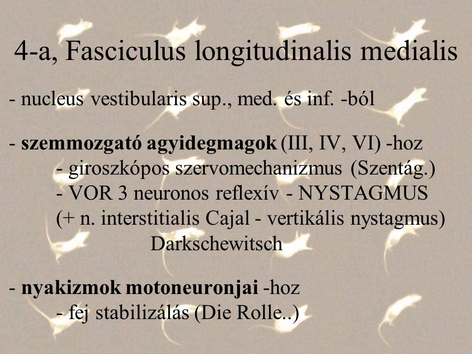 4-a, Fasciculus longitudinalis medialis